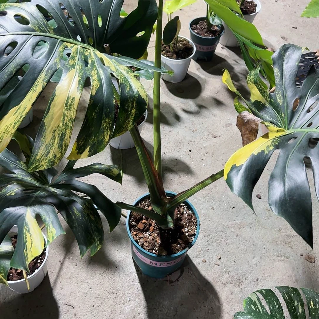 全部花朵用****9龟背竹一物一拍