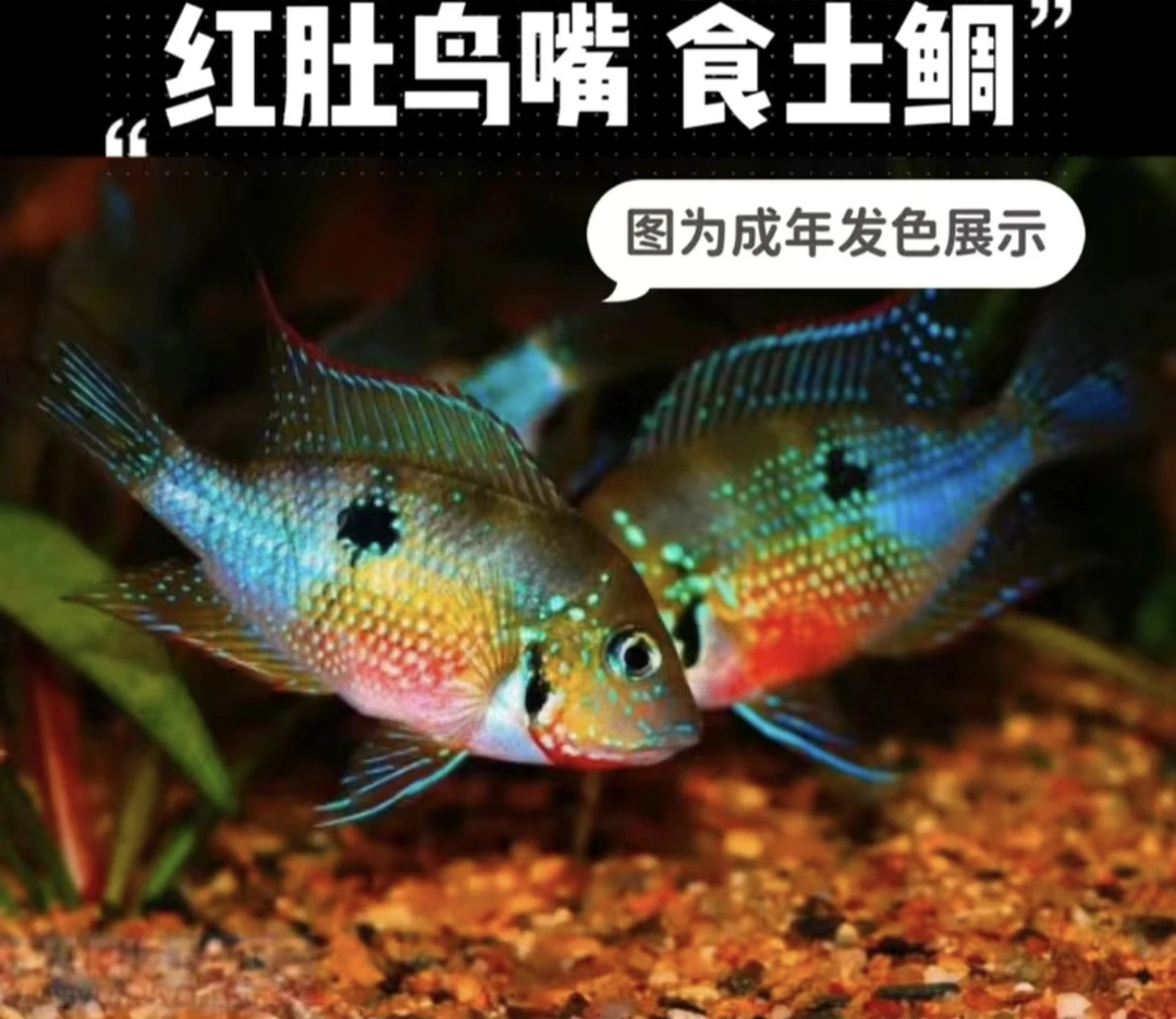 烈焰红唇红肚鸟嘴