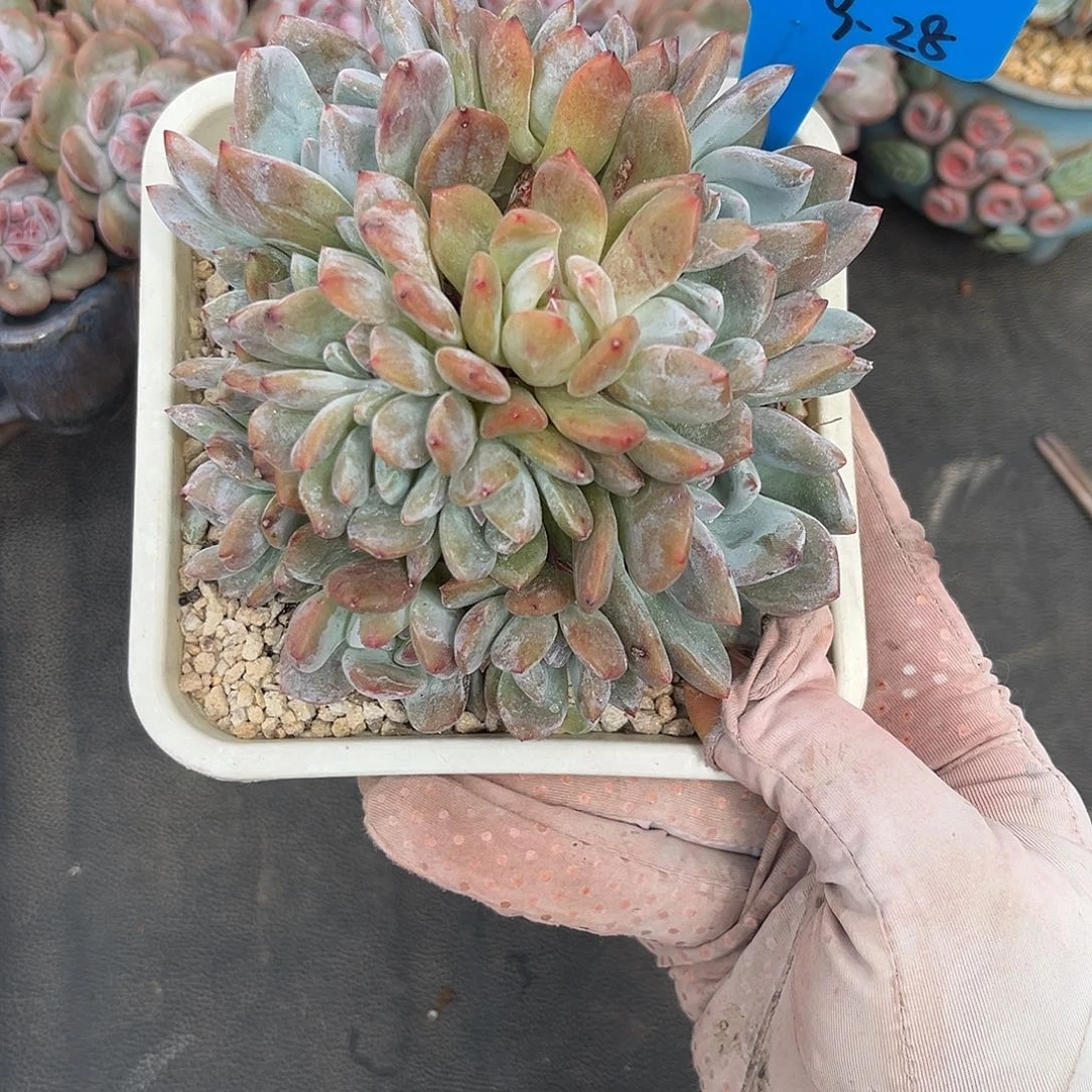 星石榴子多肉植物