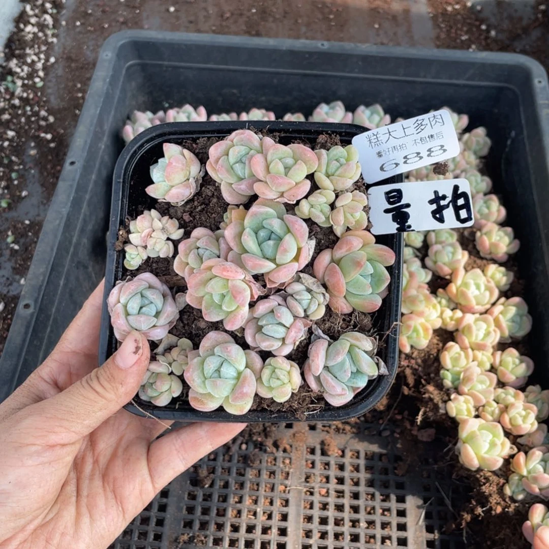 糕大上多肉植物688