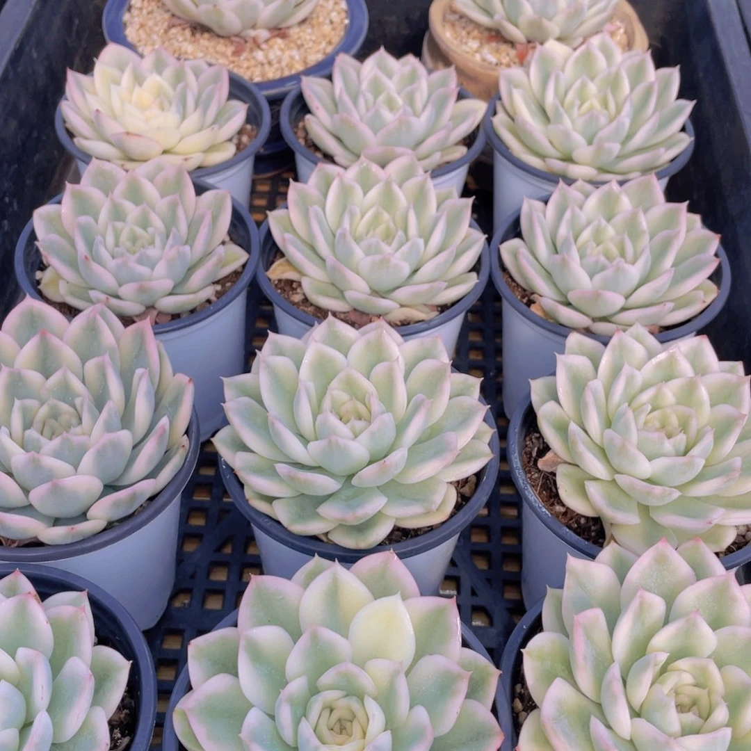 量拍47号 月亮仙子锦单头一个