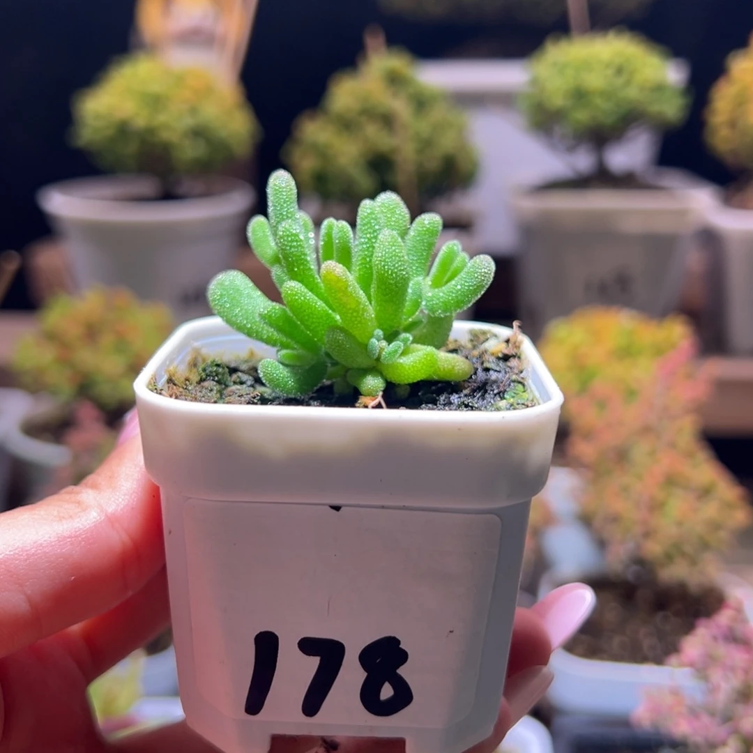 杰****178冰冰虾一物一拍带盆土发货