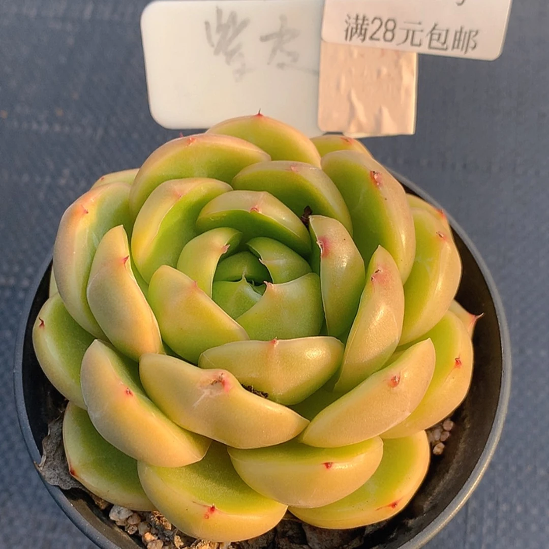 【闪购商品】云548号
