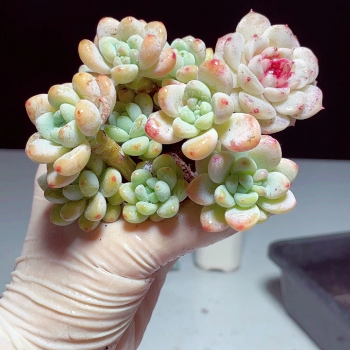白天鹅罗琦3颗发货