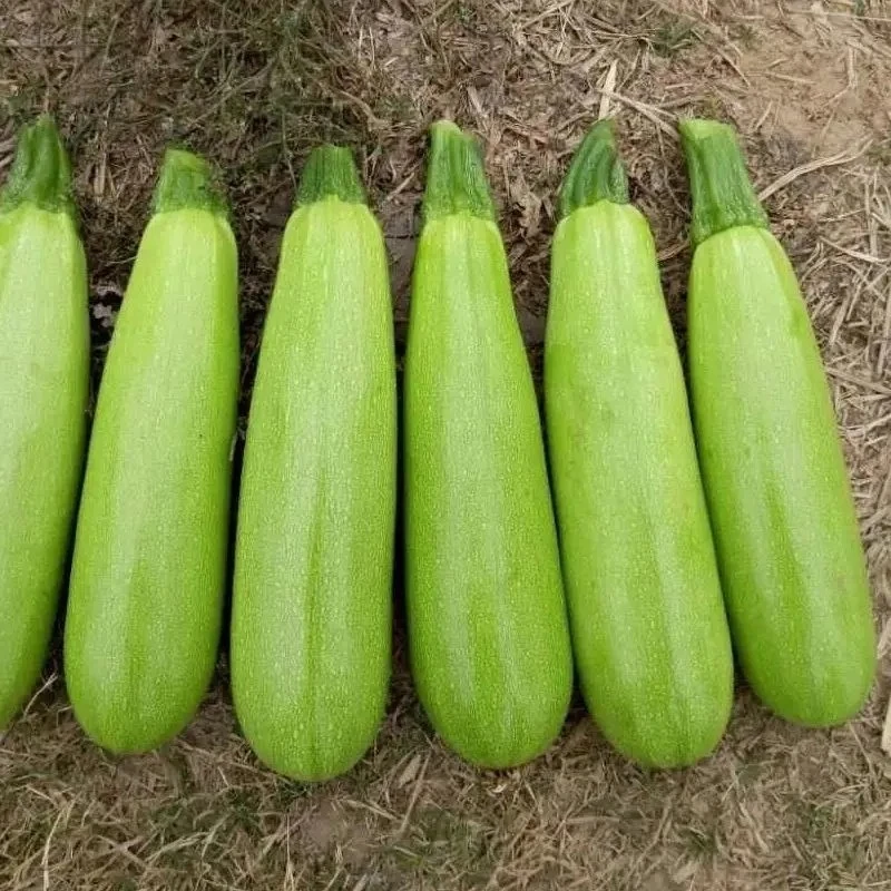 新鲜西葫芦农家现摘嫩茭瓜蔬菜当季小瓜菜瓜包邮