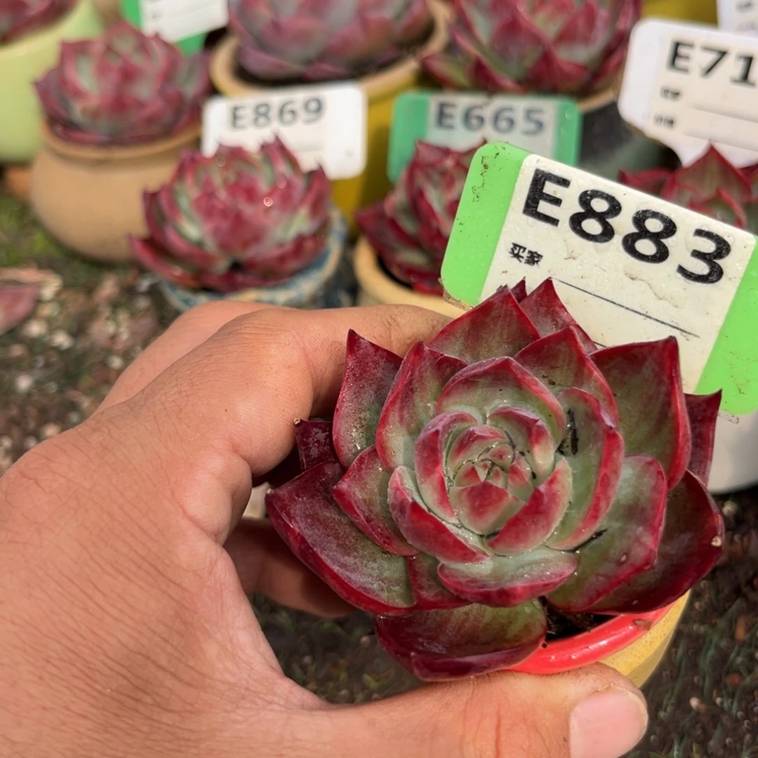 惊鸿一瞥883号多肉