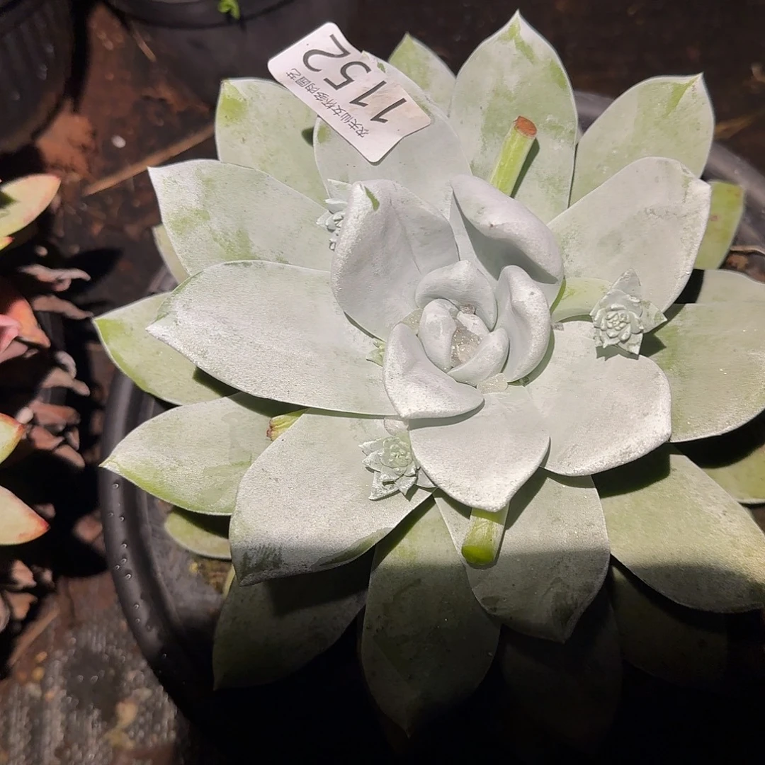 3代杂交仙女杯多肉福利