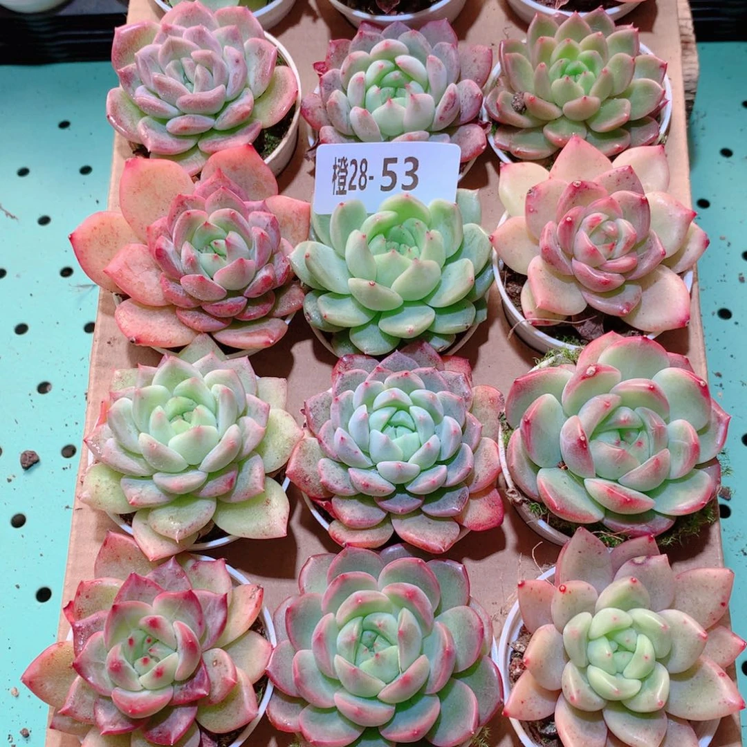 28-53一物一拍多肉带盆18颗