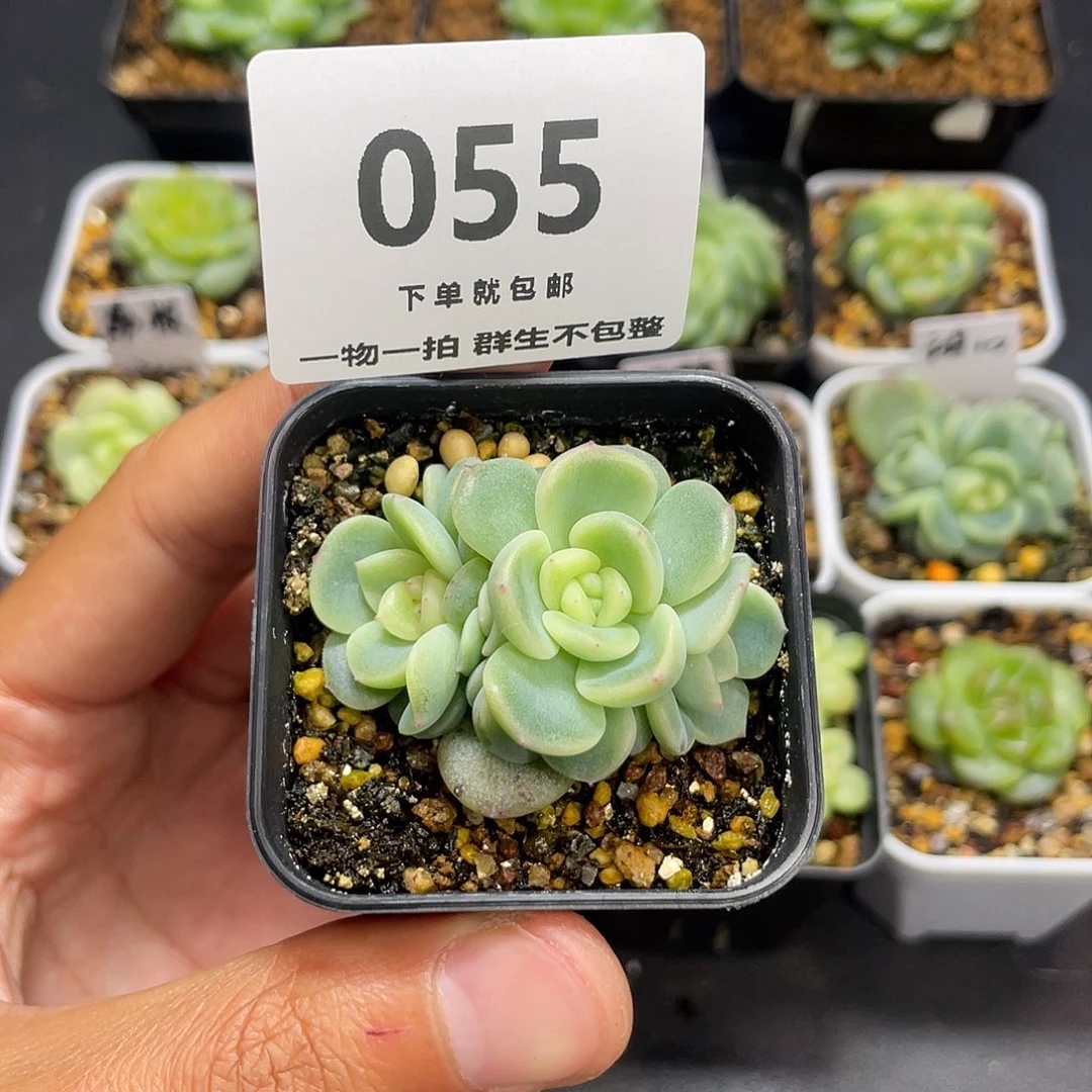 甜心三头一物一拍055