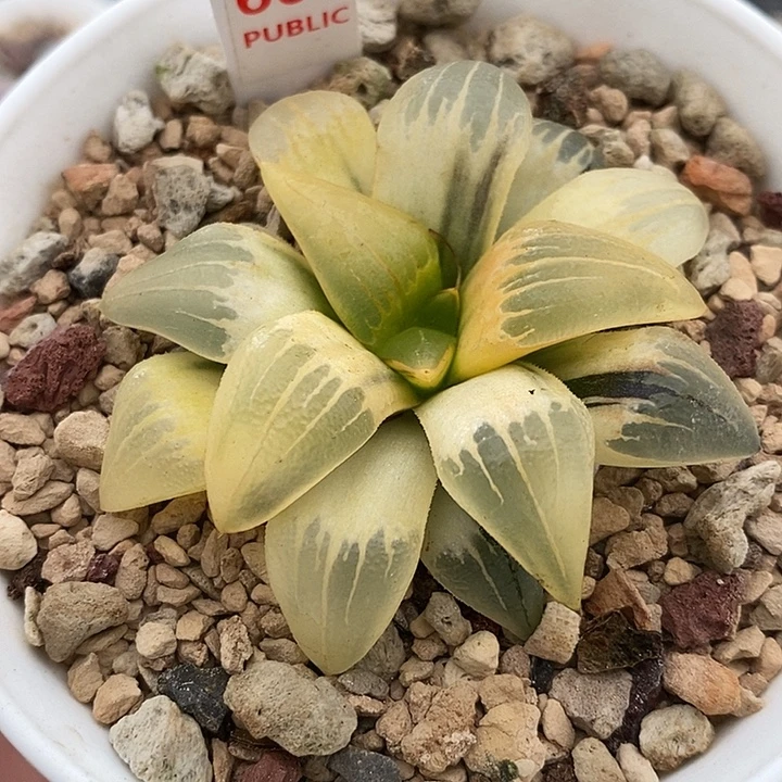 668湖斑红玟寿锦一物一拍