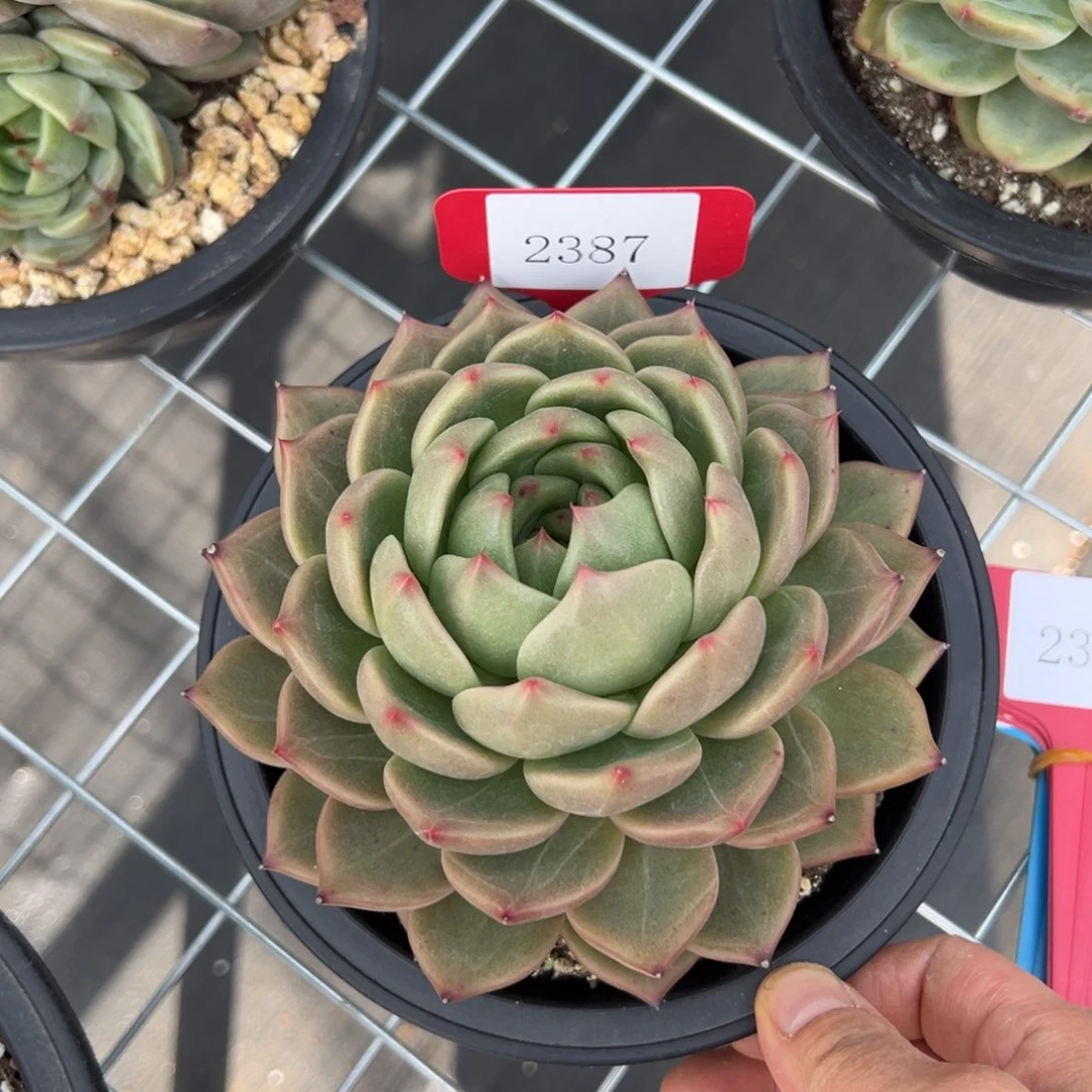 杰*2387肉多么多哟多么多哟