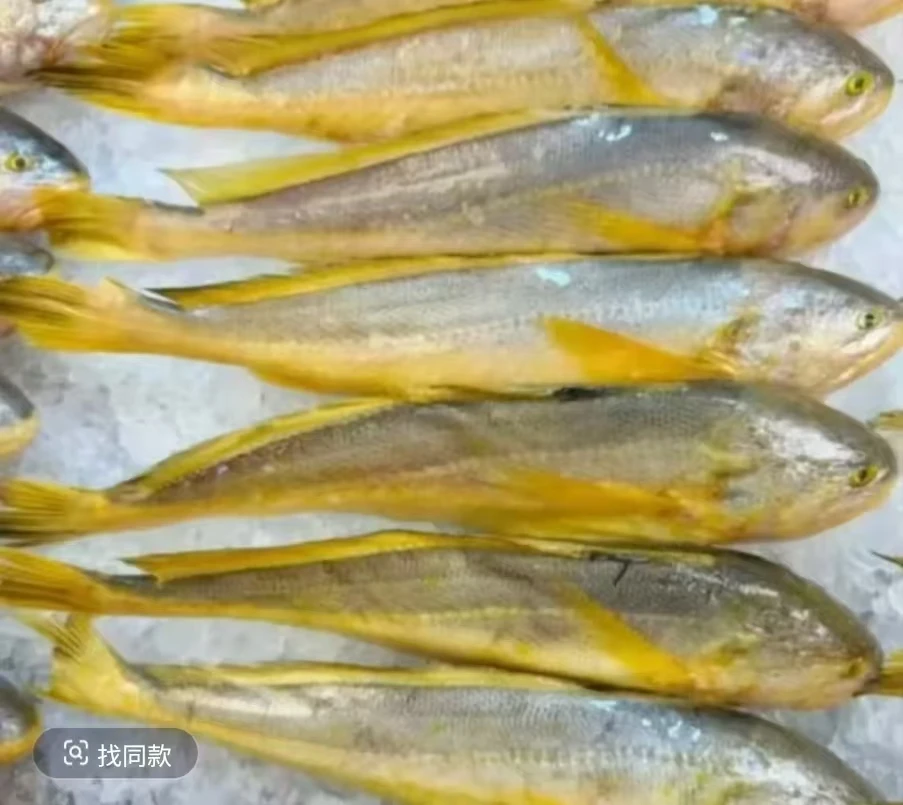 10条 连云港发货新鲜速冻 黄鱼250克左右/条 到手10条