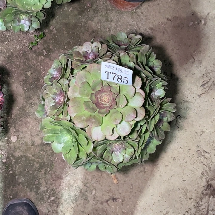 785万黑   多肉植物