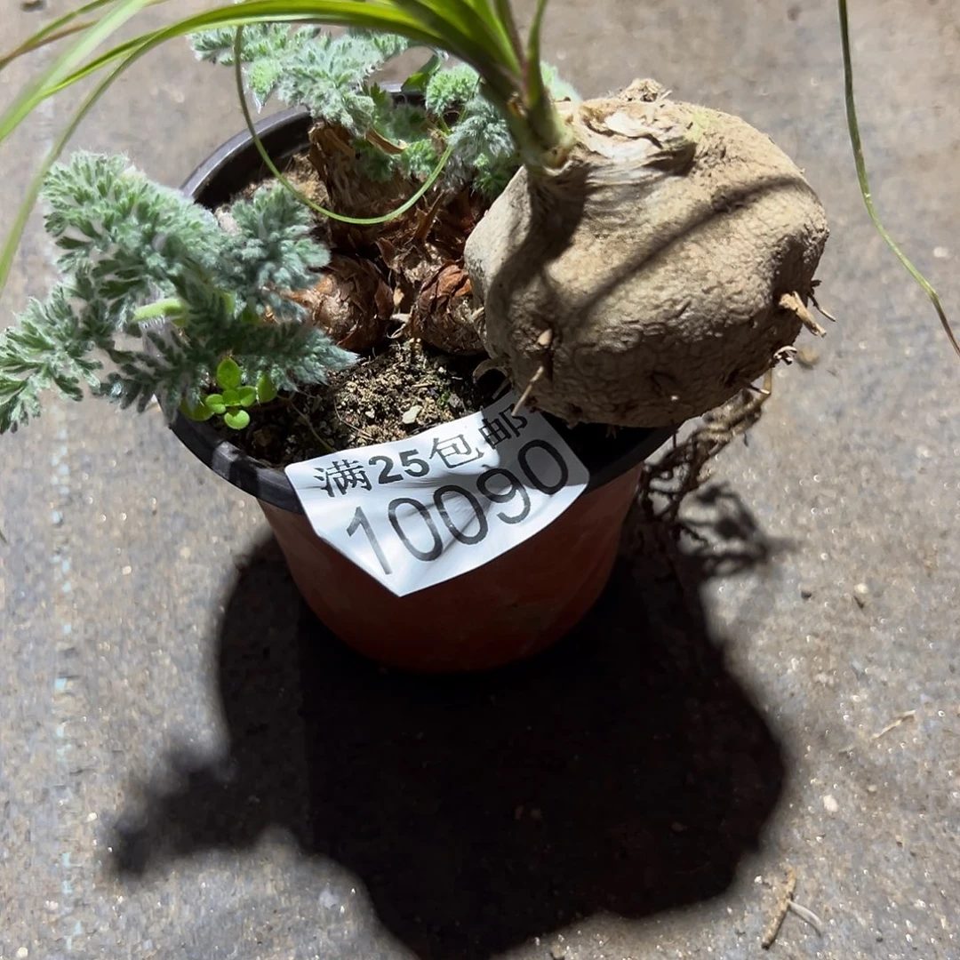 羽叶洋葵090，一物一拍