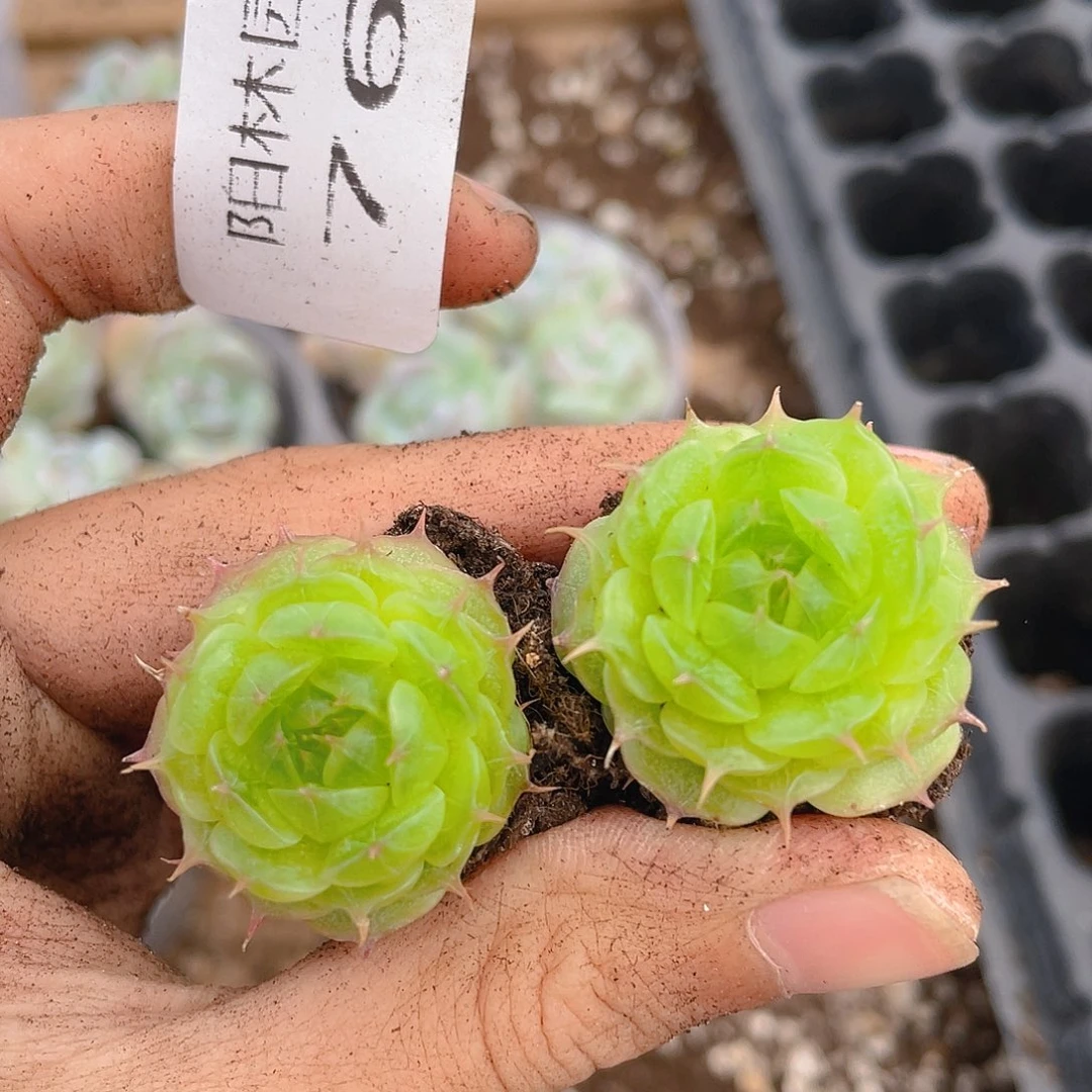 好***^多肉植物多肉植物762