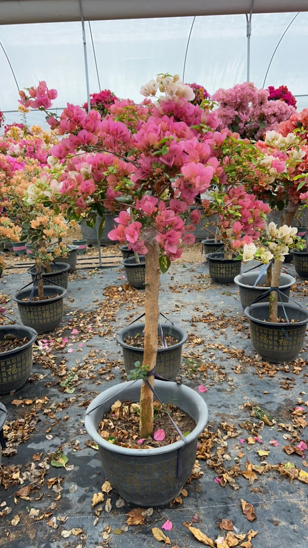 高飘金心橙白三角梅