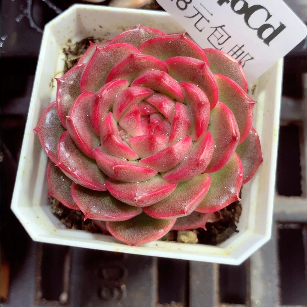 5厘米盆精控多肉4246