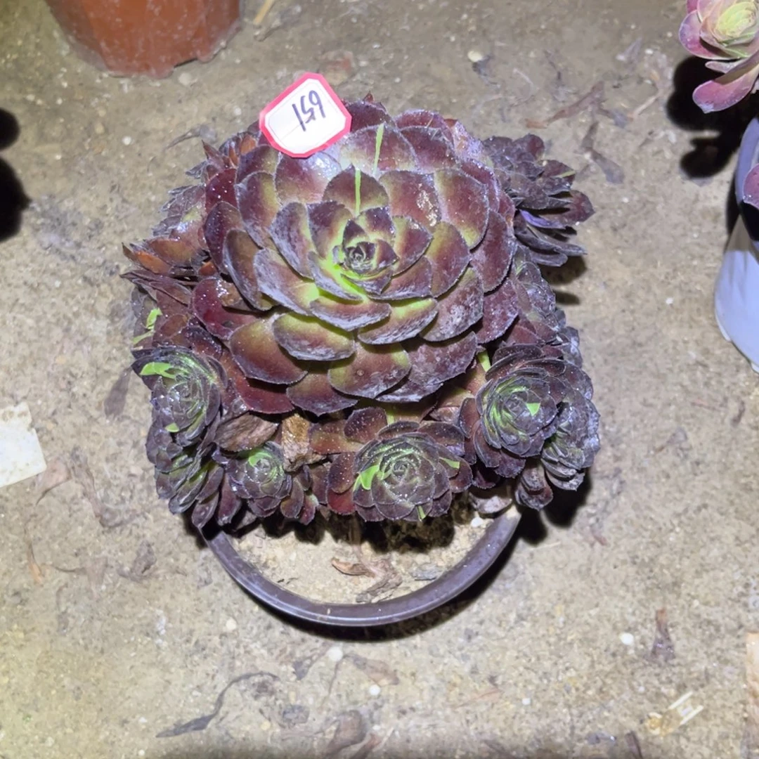 651多肉植物黑寡妇