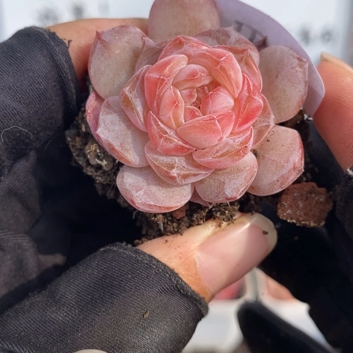 1227-555，粉魄多肉