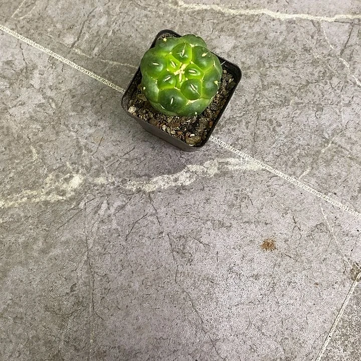 s****e一物一拍一棵仙人球