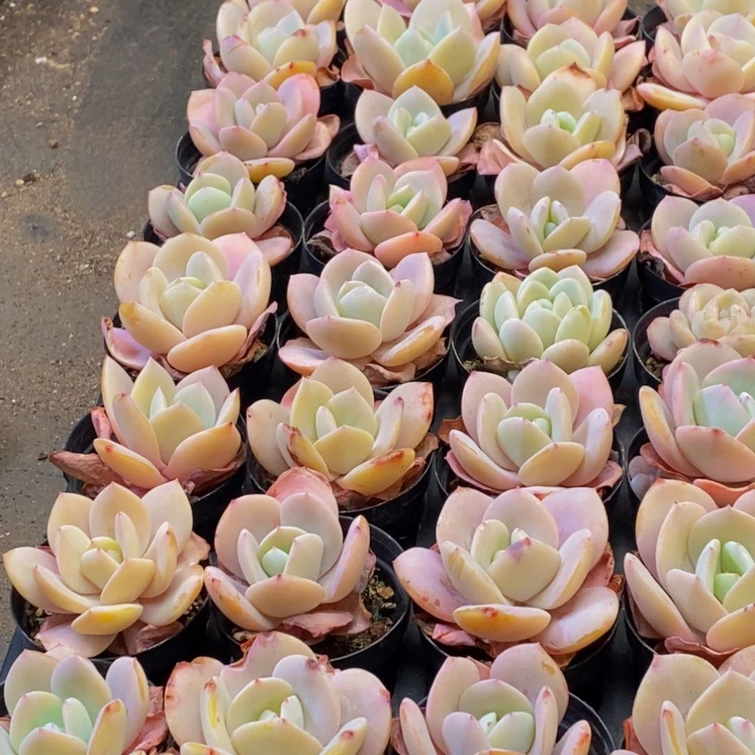 949多肉植物保护研究所所长的