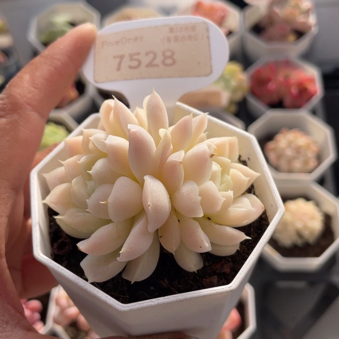 白月影7528-6.0厘米