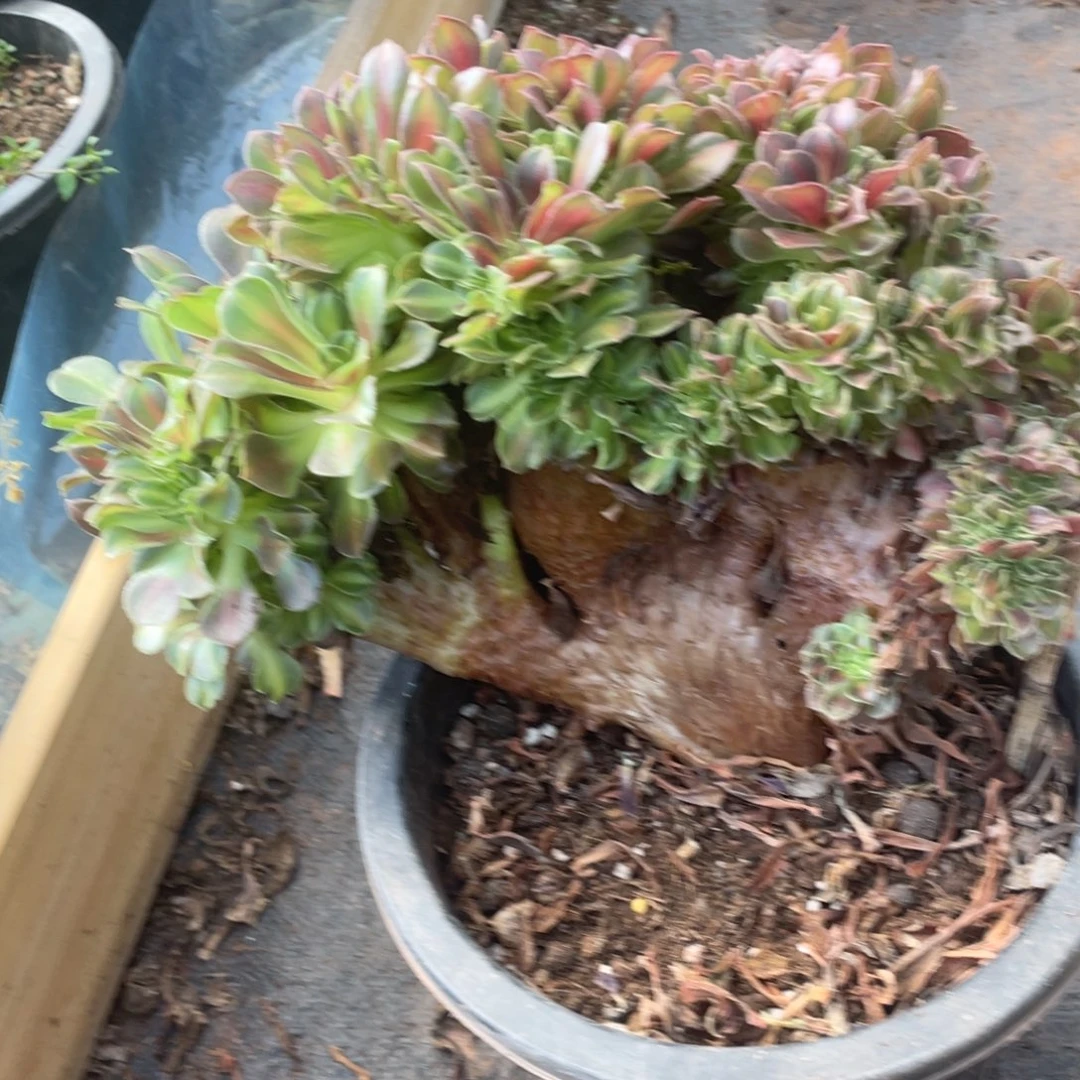 ✨***多肉植物、韶修中班缀化