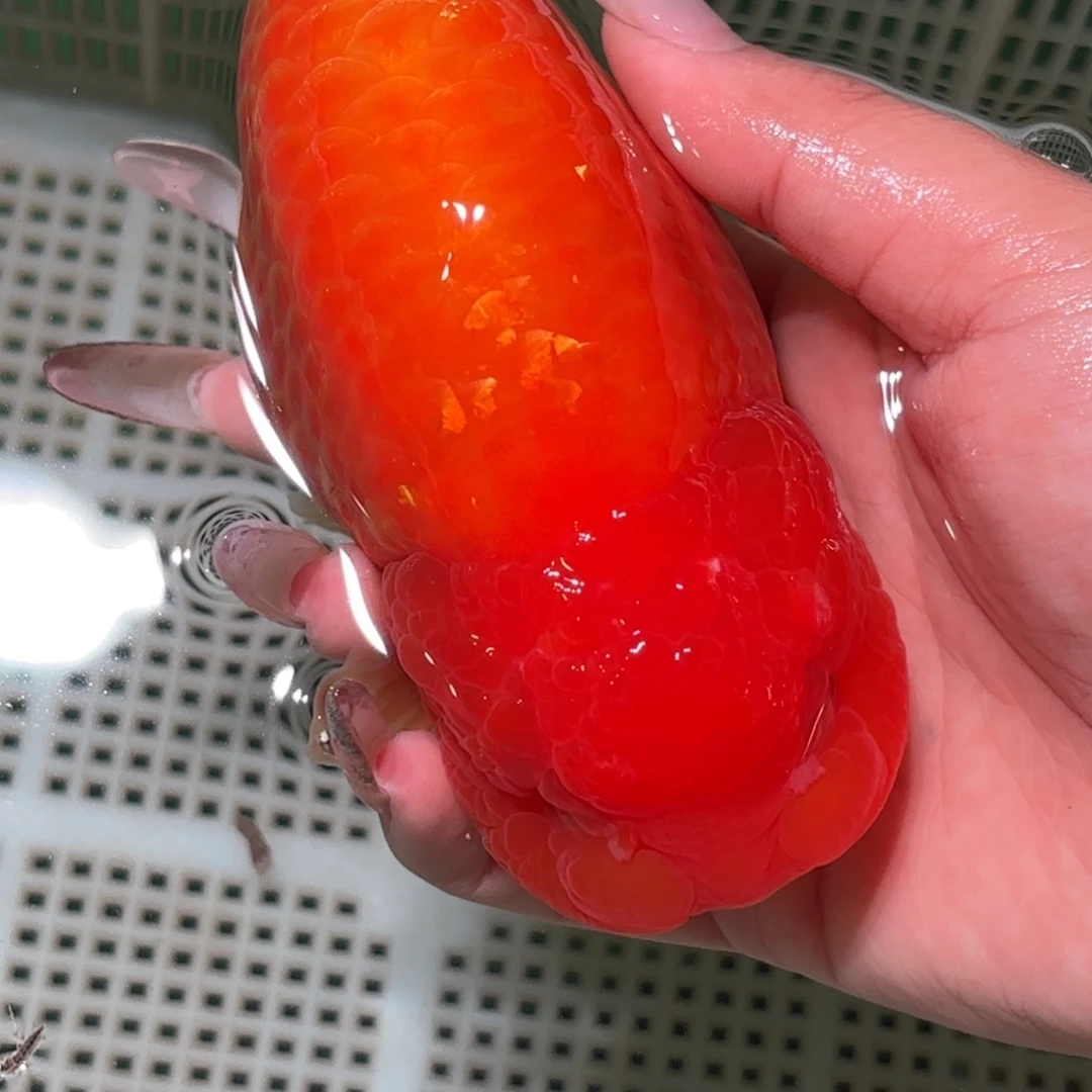 收***车金鱼拍包装包邮，不拍包装运费到付