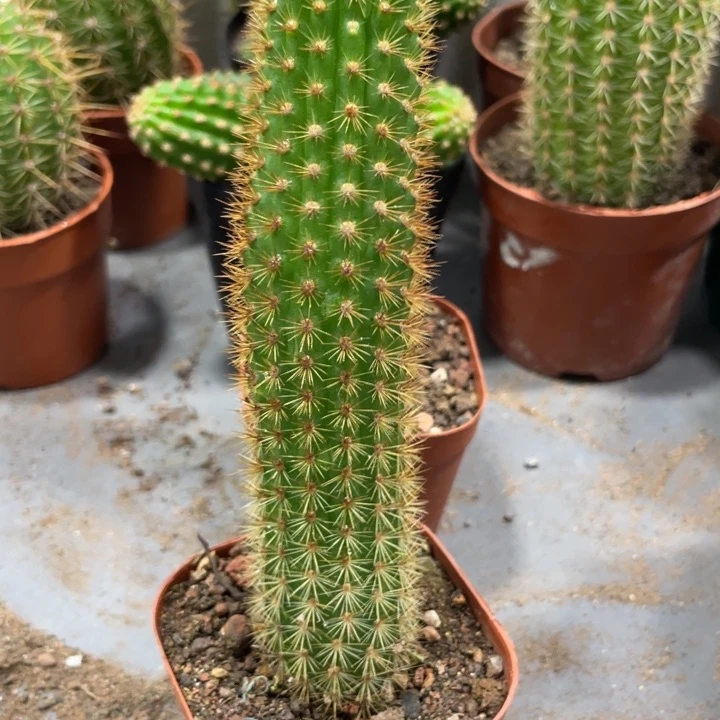 自根人鱼金妞一杯新品