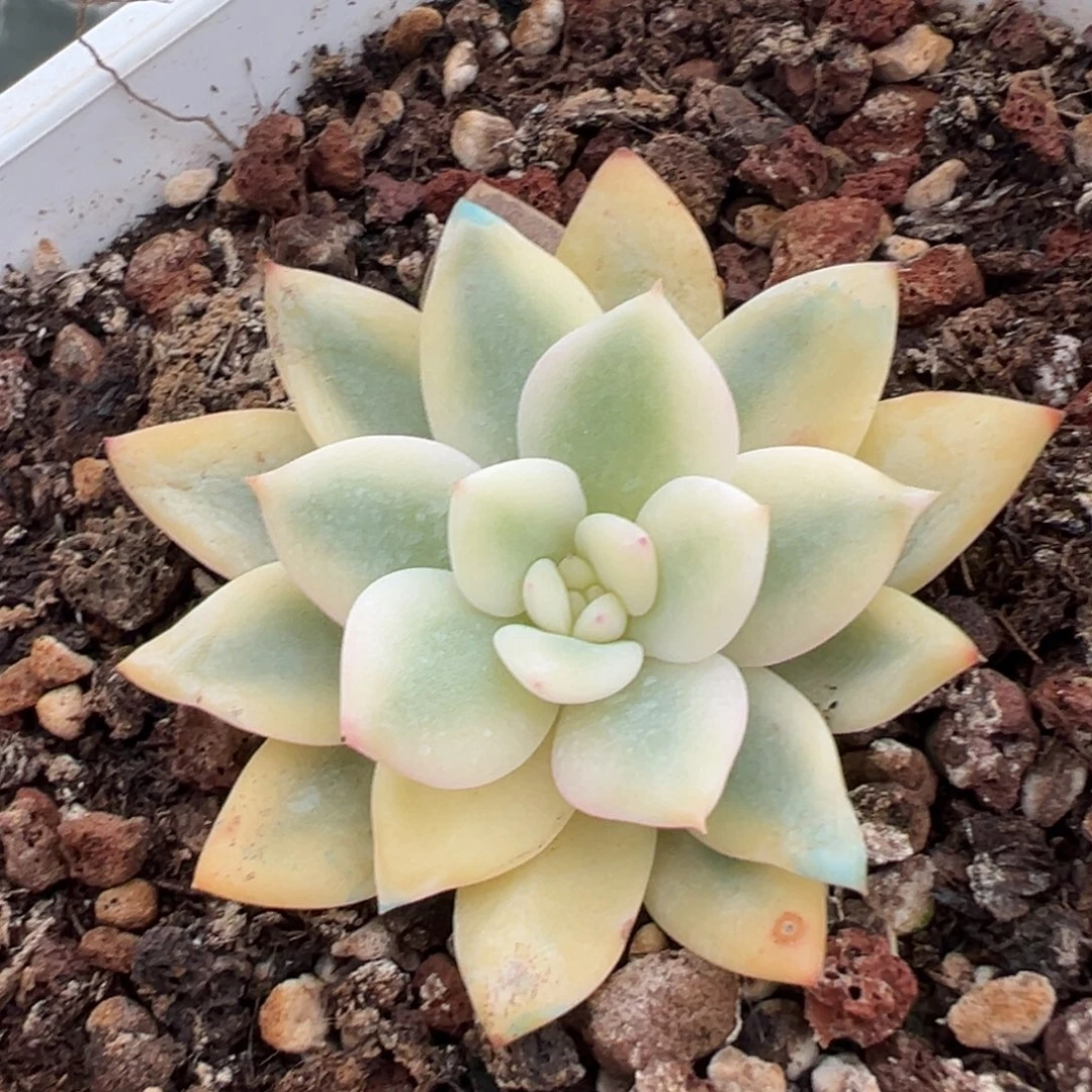 橙梦露锦，宽覆轮锦