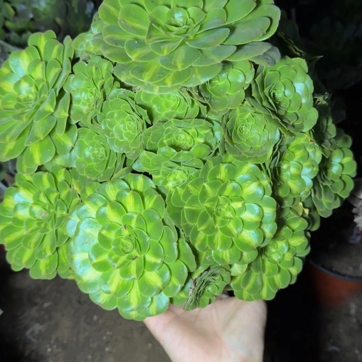 23056琉璃多肉植物