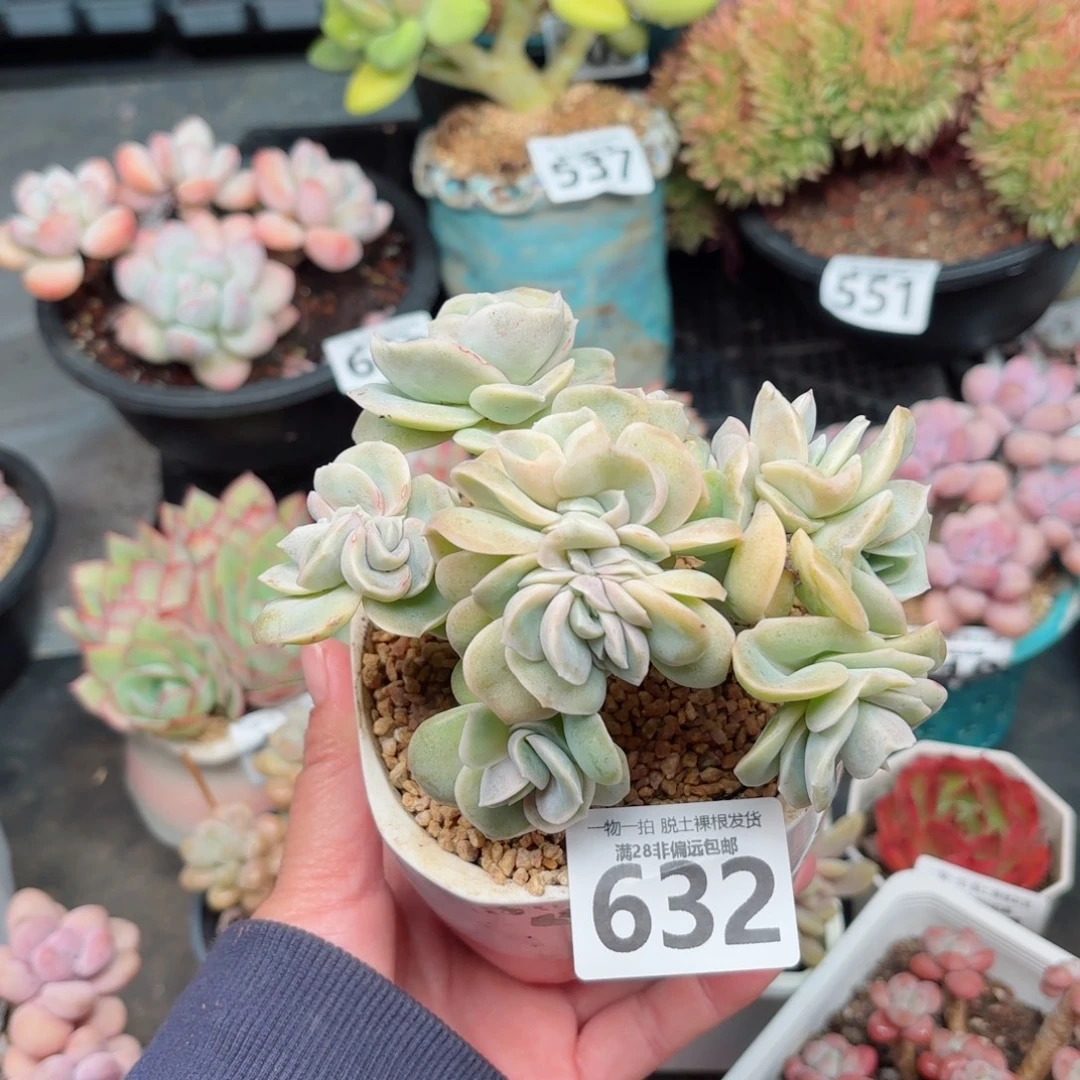 可爱玫瑰缀无盆土发货