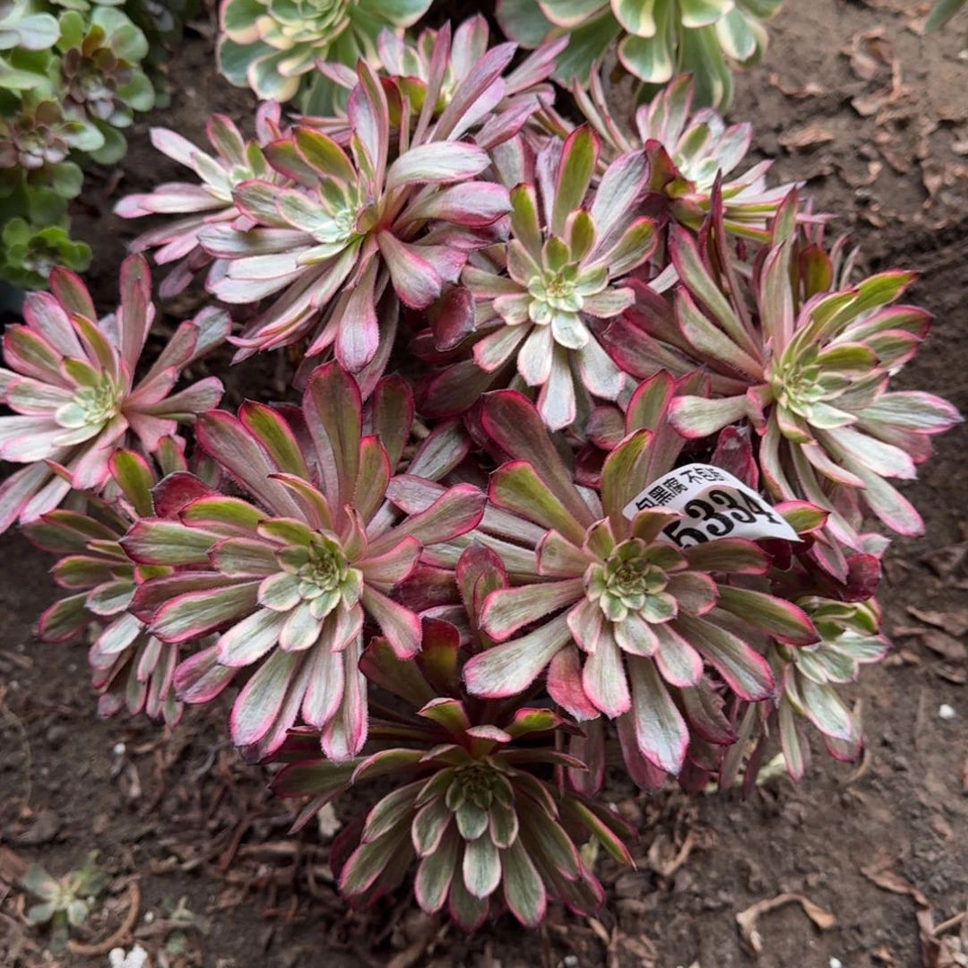 法师紫霞仙子5334 19-49