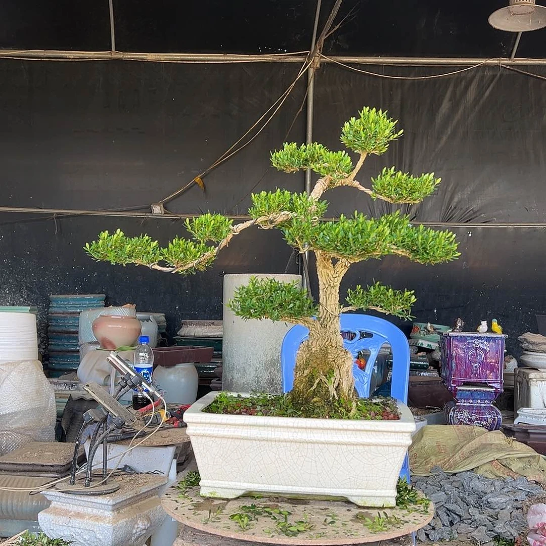 无花朵广东雀舌黄杨盆景