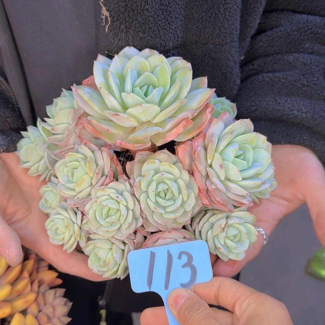 多肉植物的生长发育和生长