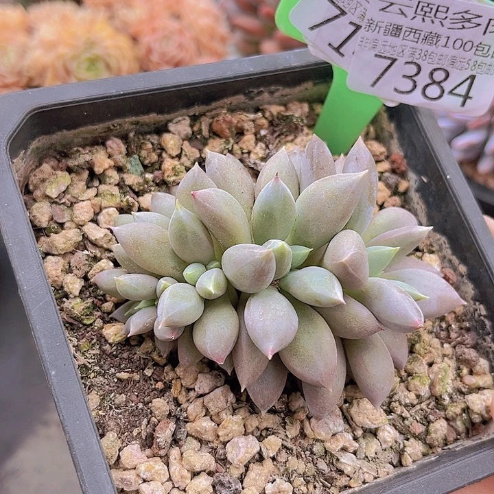 7384哥特萝莉朵朵缀。9cm