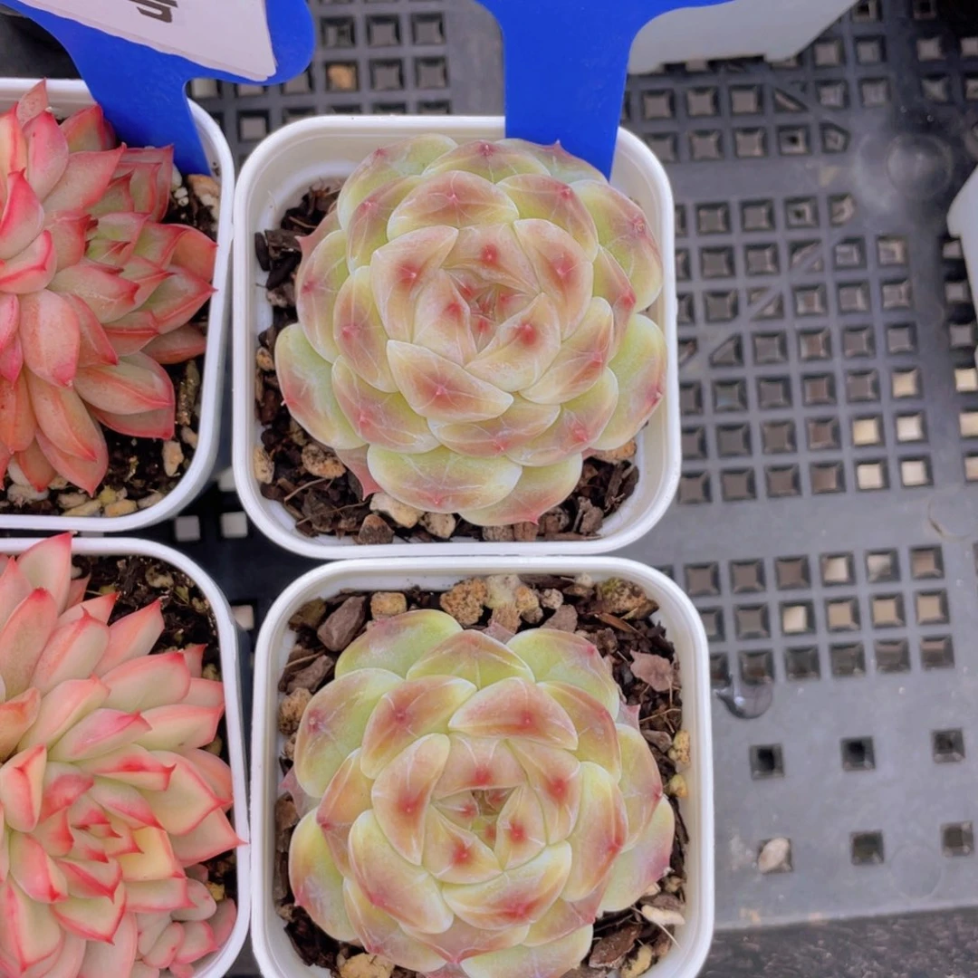 768号樱花冰魄单头一个