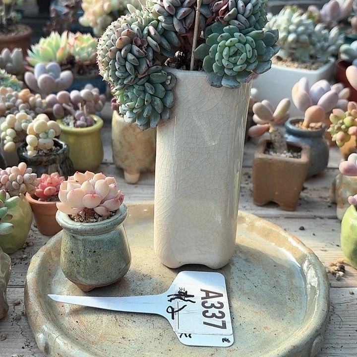 C****azv z s f gh d d f 337