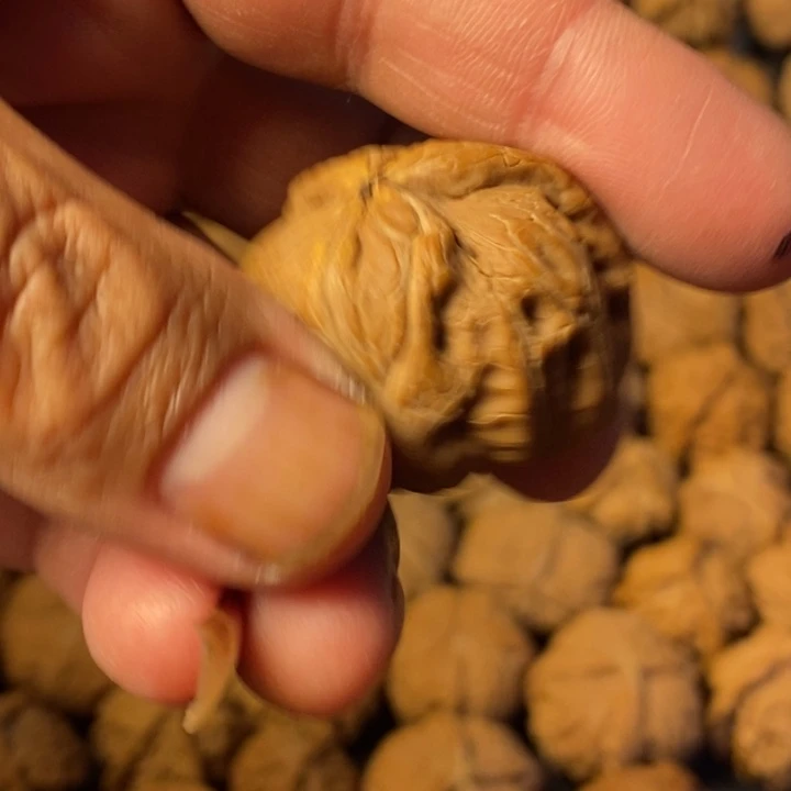江***2大叶紫檀（黑酸枝木类）
