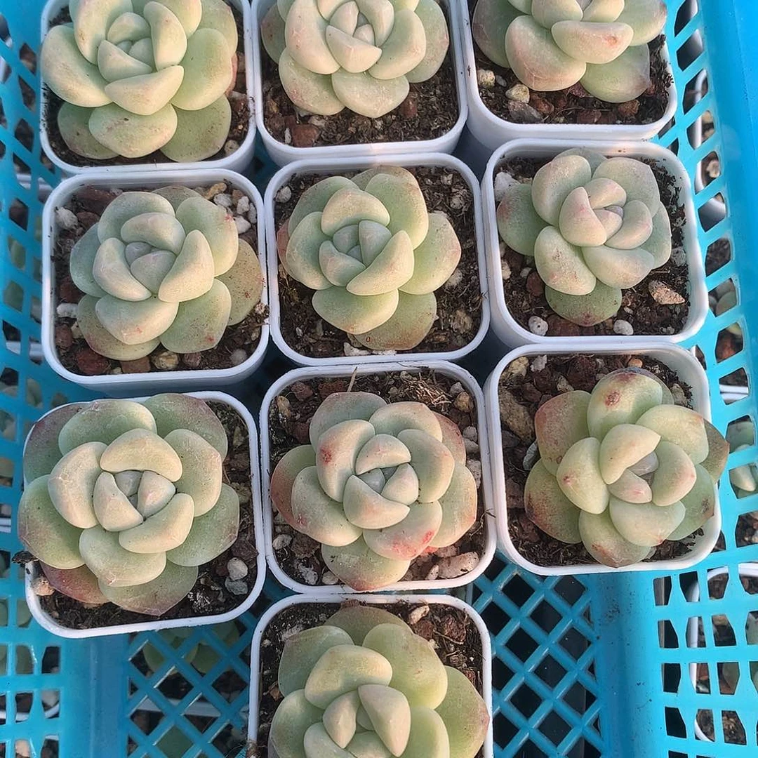 10颗冰玉单头一物一拍