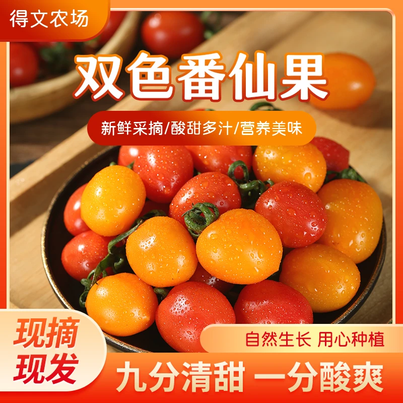 现摘现发小番茄番仙果爆汁新鲜应季水果农家大棚清甜多汁圣女果