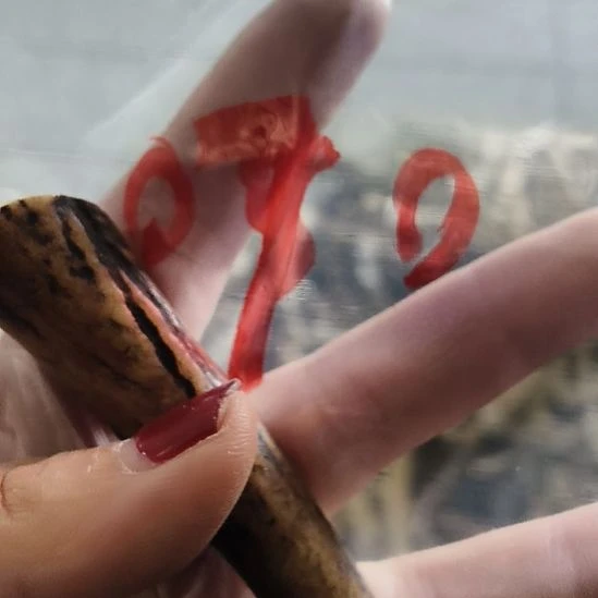 林***肆鹿角鹿角鹿角鹿角鹿角鹿角
