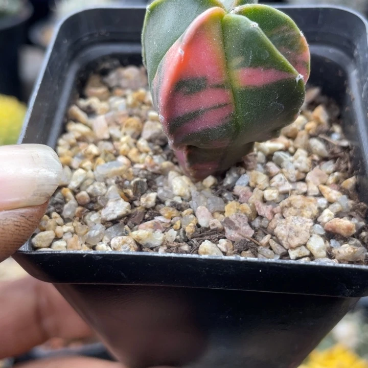 实生鸾凤玉锦一颗包邮