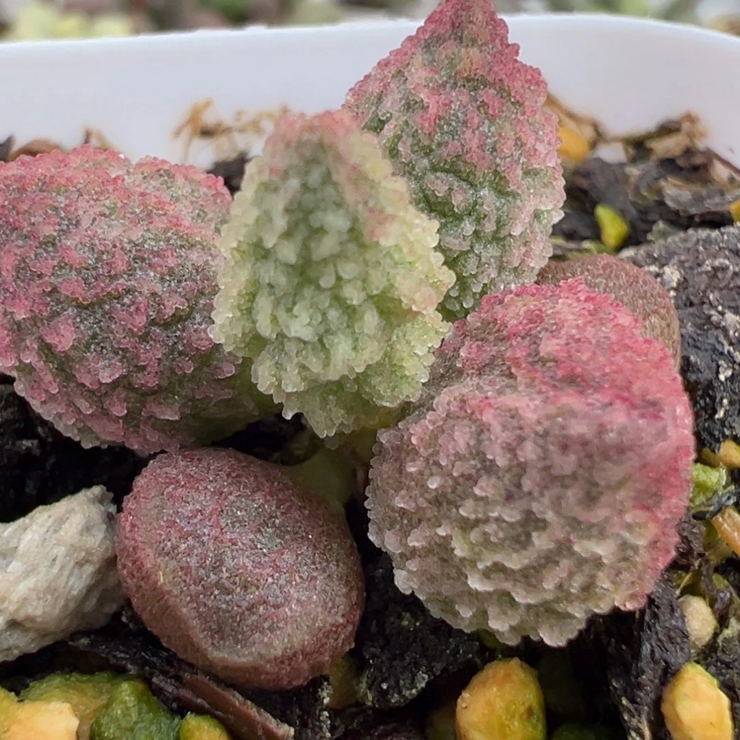 实生新品多肉植物水泡