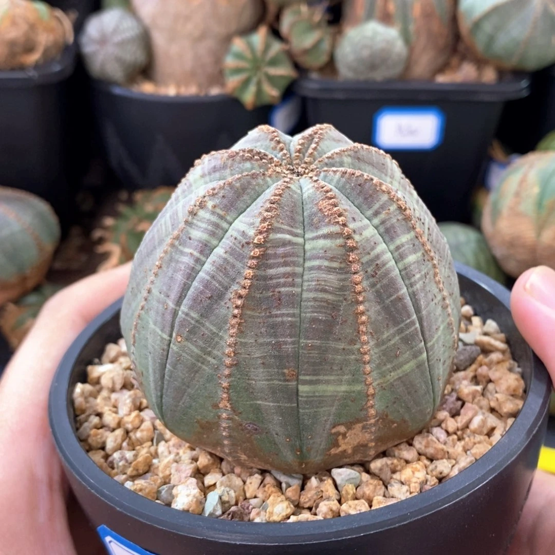 42 欧系实生布纹球多肉植物