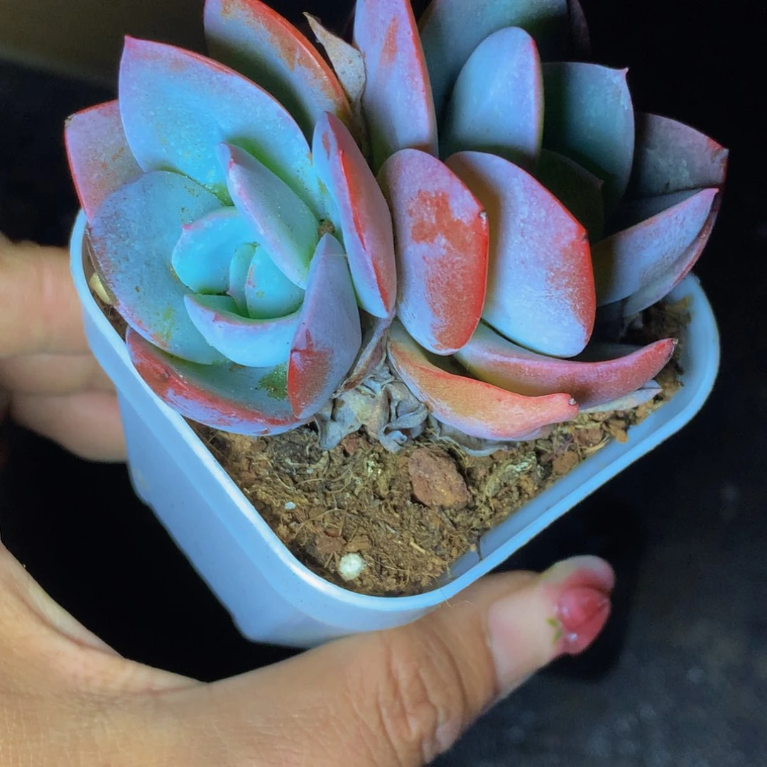 布鲁兰双头 （满9.99包邮不满9.99发叶子）