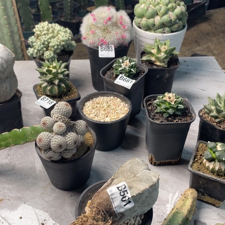 561嗯中一个仙人球大个