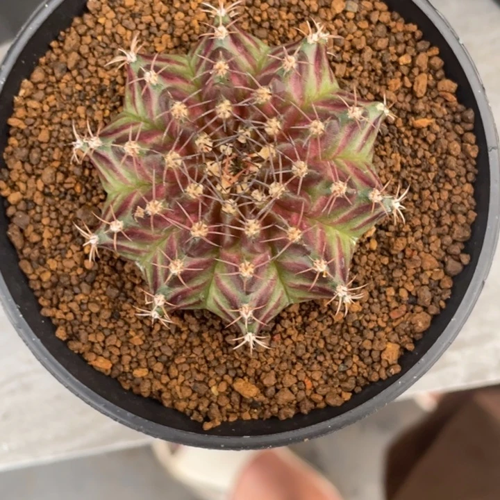 轮回带盆土发0001