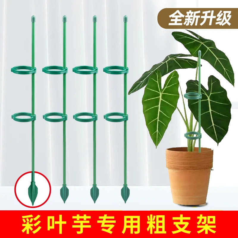 海芋专用防倒伏支架支撑杆园艺固定架朱顶红花架龟背竹天堂鸟植物