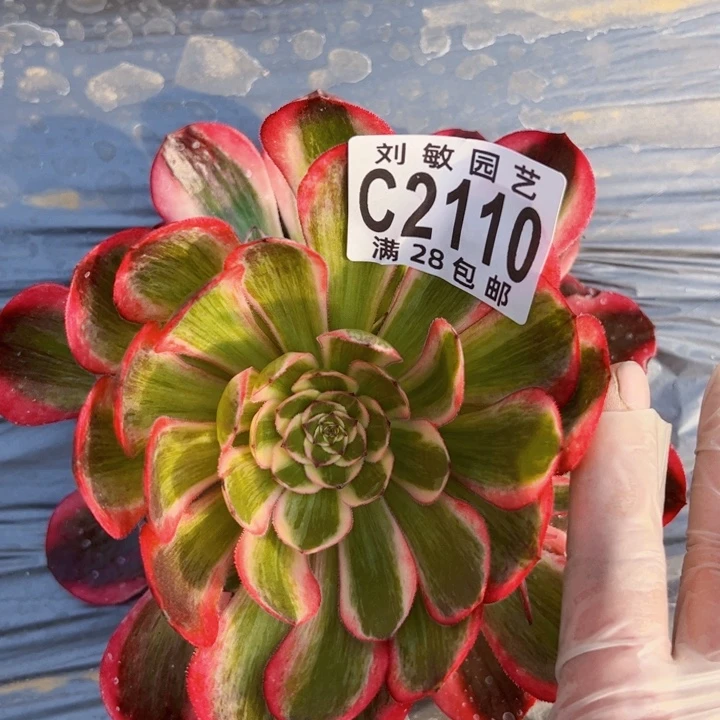 超****沂云贺多肉植物法师法师2110